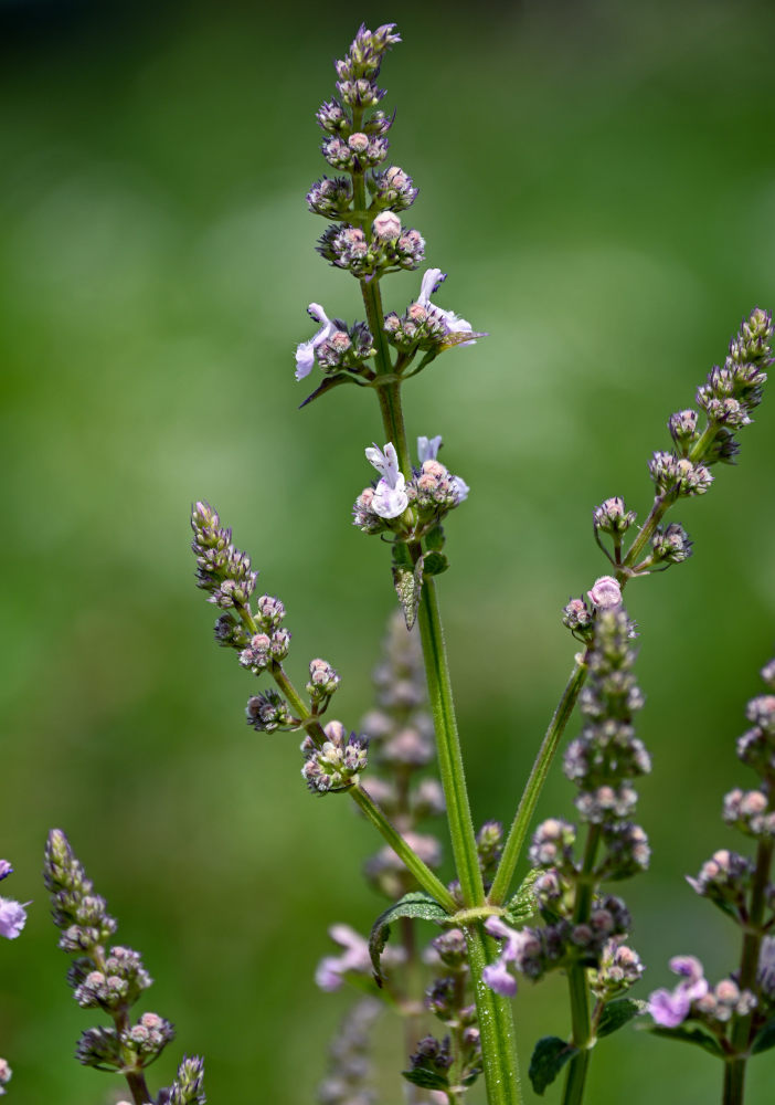 Image of Nepeta nuda specimen.