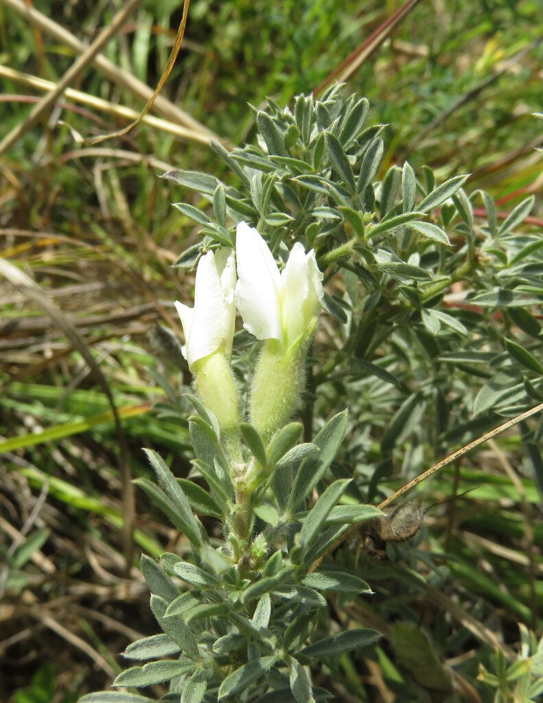 Image of Chamaecytisus kovacevii specimen.