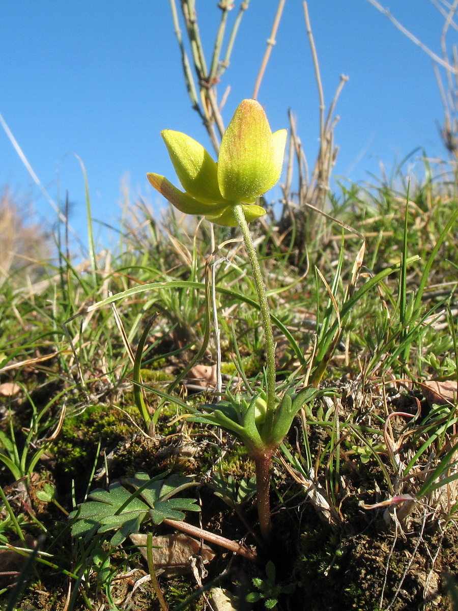 Изображение особи Anemone gortschakowii.