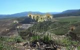 Pulsatilla taurica. Плодоносящие растения. Республика Крым, г/о г. Судак, окр. с. Курское, гора Бор-Кая, каменистая степь. 08.04.2024.