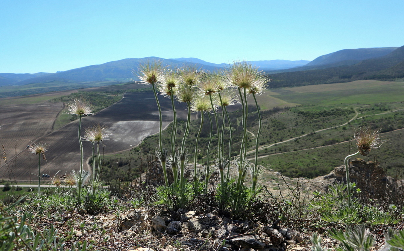 Image of Pulsatilla taurica specimen.