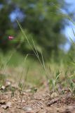 Lathyrus nissolia