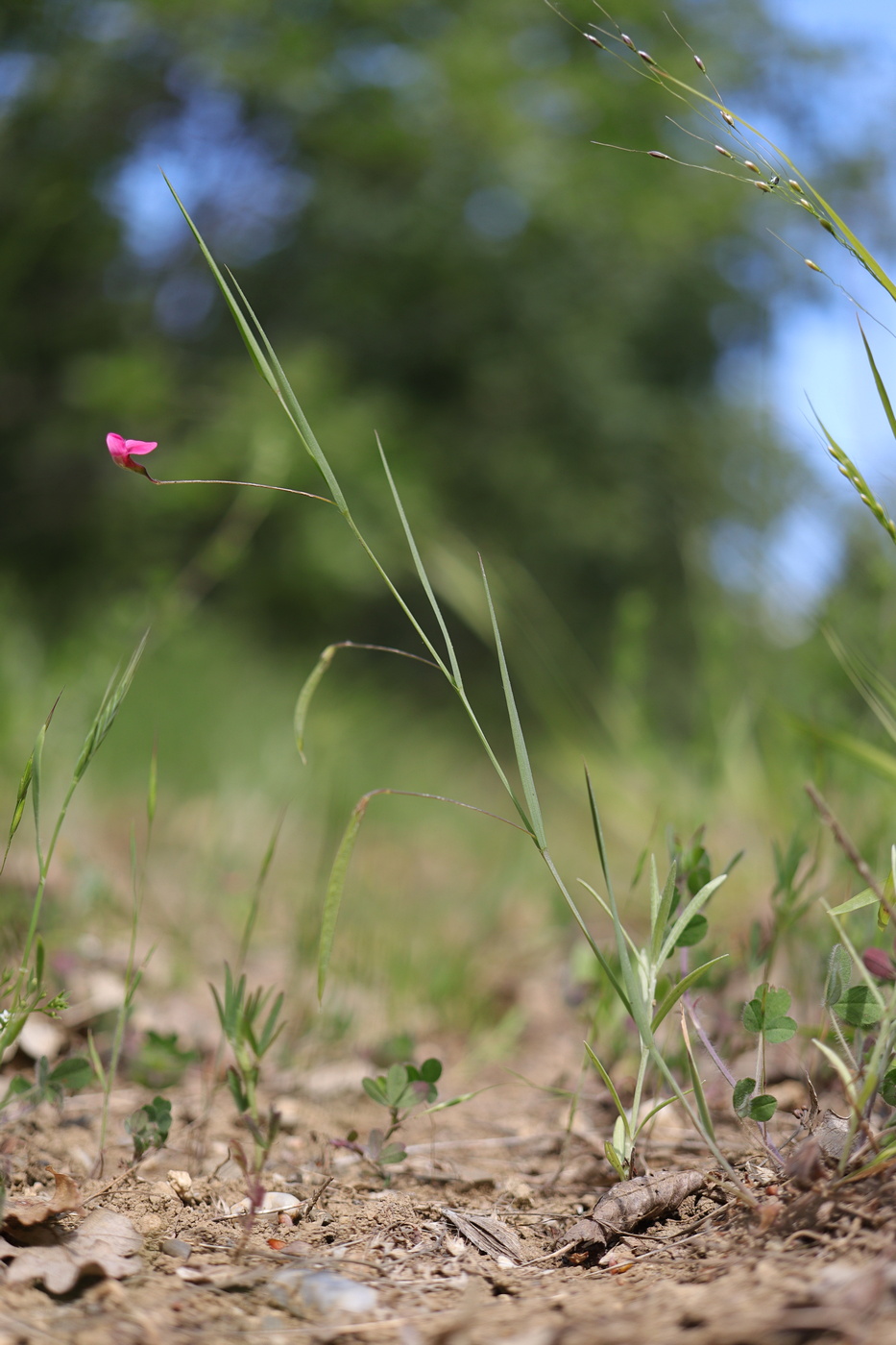 Изображение особи Lathyrus nissolia.