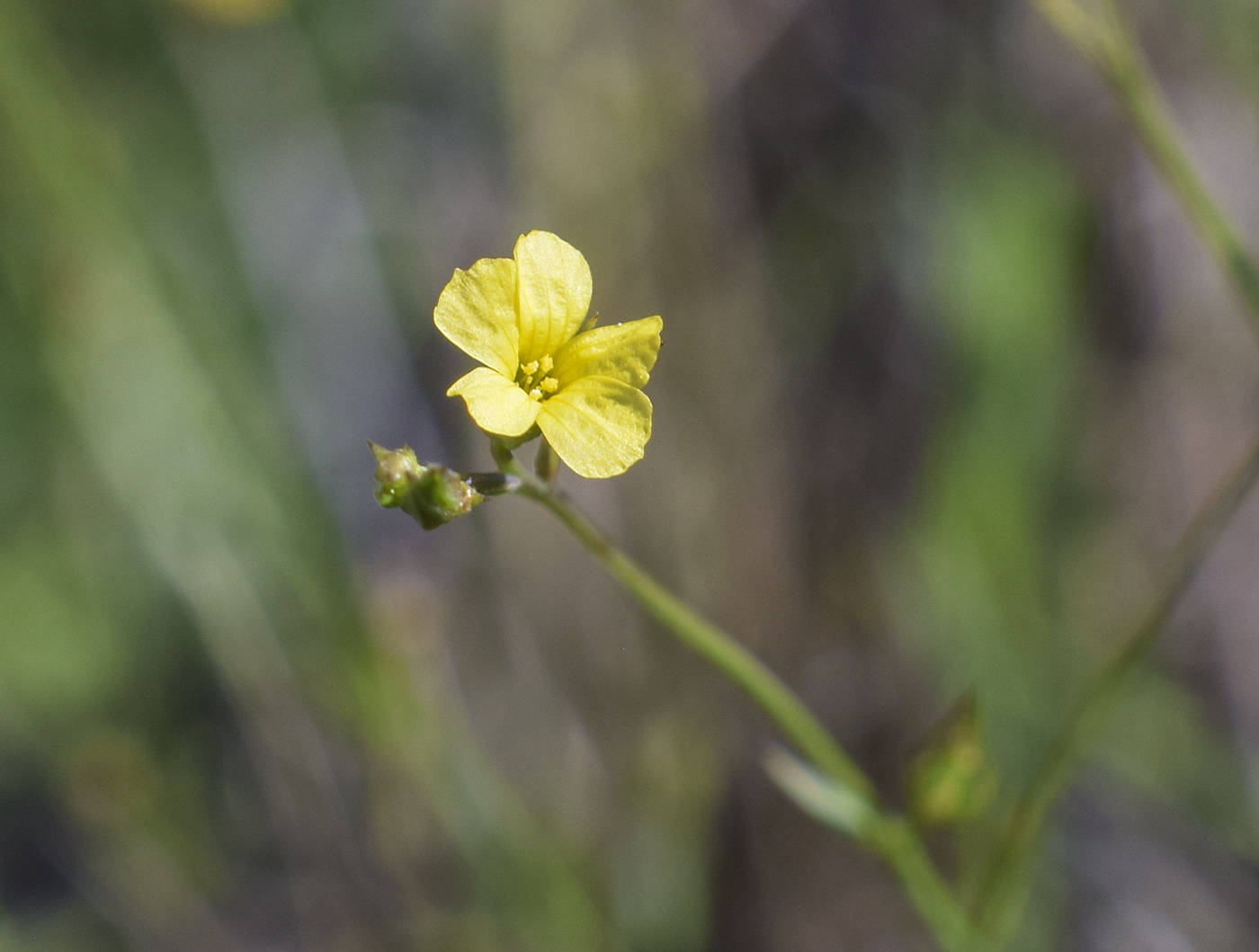 Изображение особи Linum trigynum.