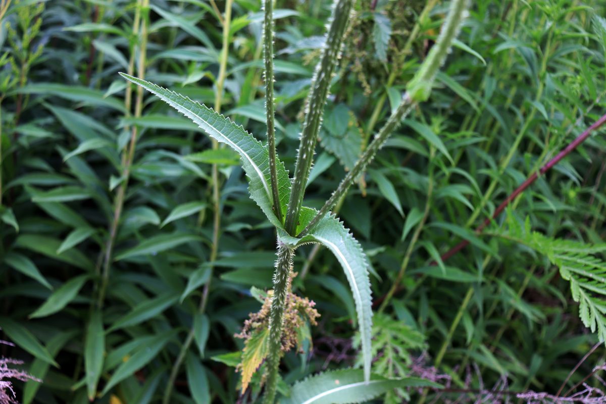 Image of Dipsacus sativus specimen.