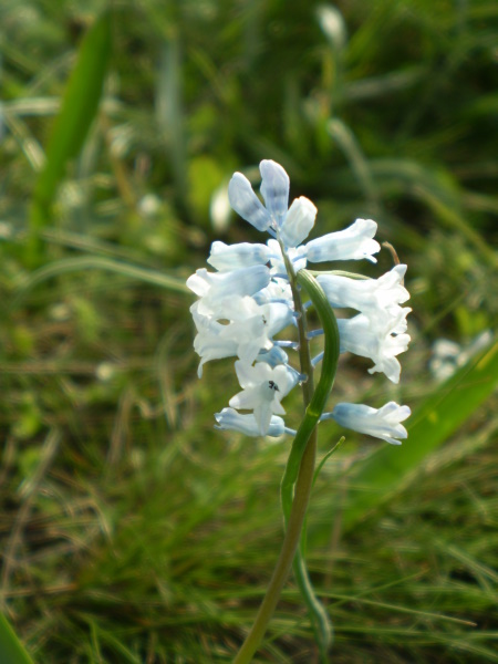 Image of Hyacinthella leucophaea specimen.