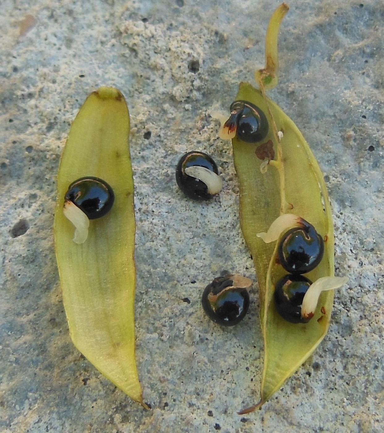 Image of Corydalis cava specimen.