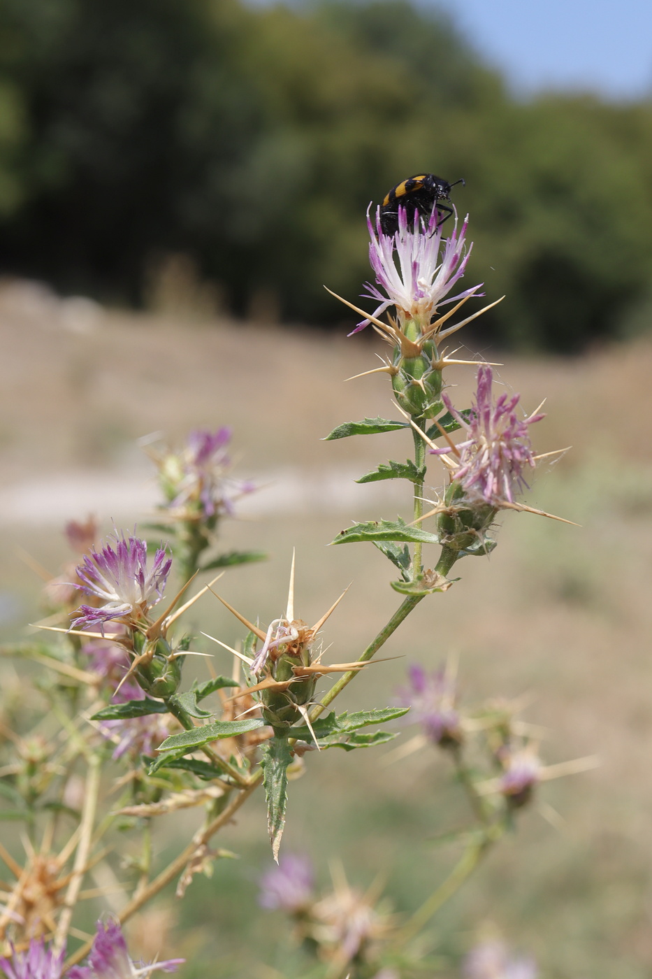 Изображение особи Centaurea calcitrapa.