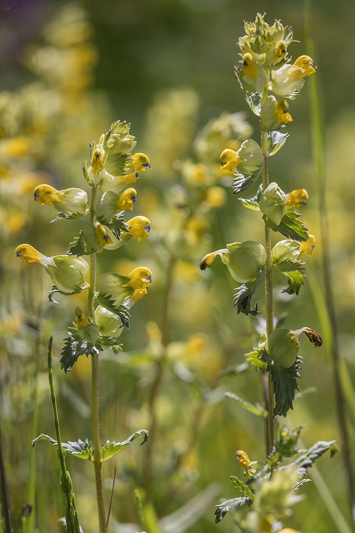 Image of genus Rhinanthus specimen.