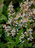 Nandina domestica. Часть соцветия. Грузия, г. Тбилиси, в культуре. 10.06.2023.