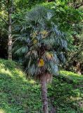 Trachycarpus fortunei. Верхушка цветущего растения. Грузия, Аджария, Батумский ботанический сад, в культуре. 16.06.2023.