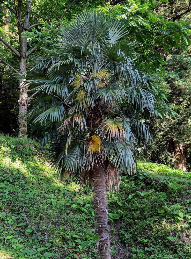 Изображение особи Trachycarpus fortunei.