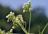 familia Apiaceae. Соцветия с охотящимся пауком. Приморский край, Уссурийский гор. округ, с. Монакино, луг на небольшой сопке. 18.08.2024.