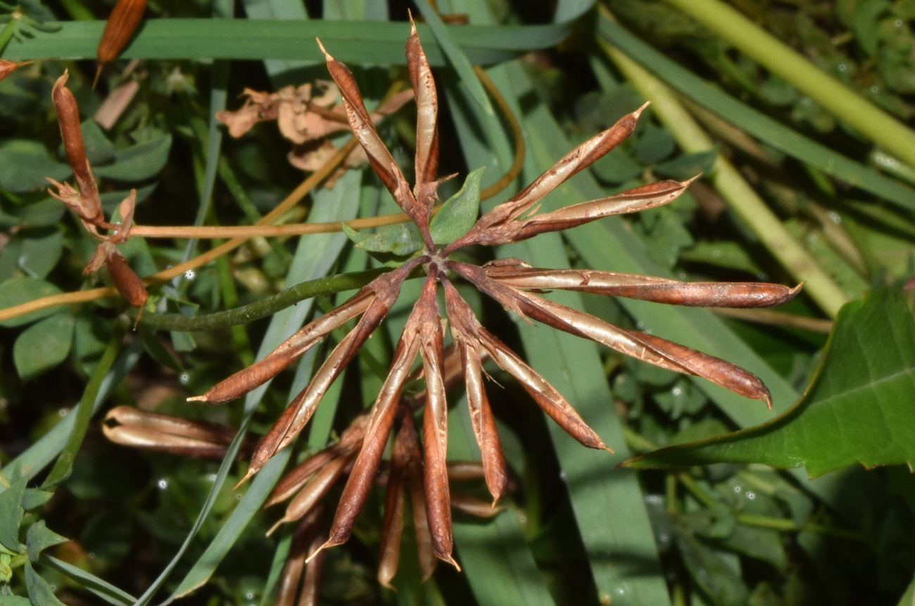 Image of genus Lotus specimen.