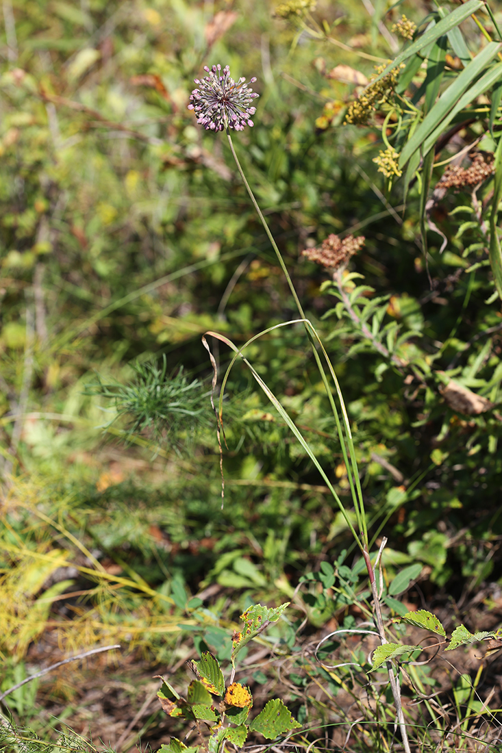 Image of Allium komarovianum specimen.