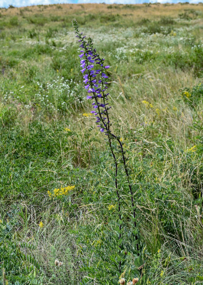 Изображение особи Campanula bononiensis.