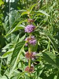 Mentha canadensis