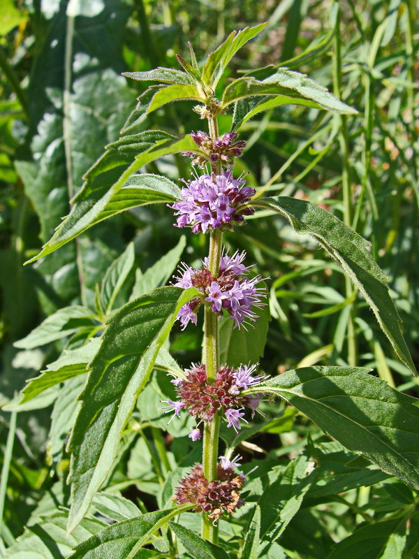 Image of Mentha canadensis specimen.