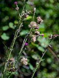 Cirsium palustre. Верхушки побегов с соцветиями и раскрывшимися соплодиями. Московская обл., Пушкинский гор. округ, северо-восточное побережье Учинского водохранилища, опушка смешанного леса. 27.07.2024.