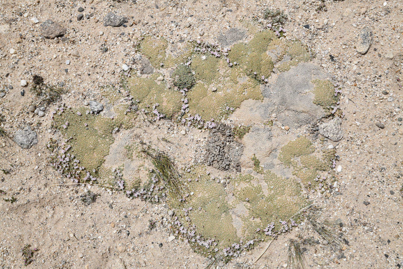 Image of Acantholimon diapensioides specimen.