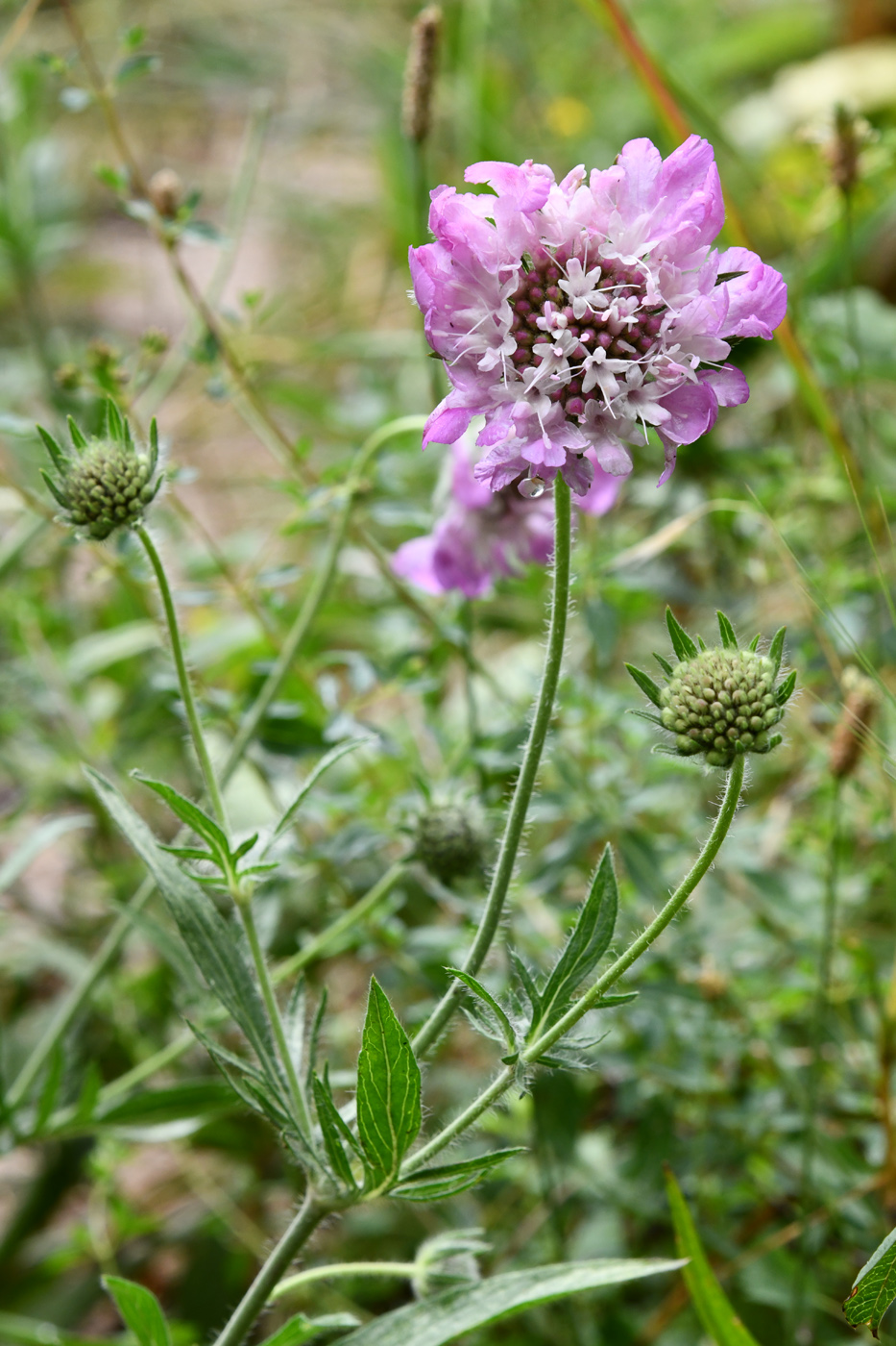 Image of Lomelosia songarica specimen.