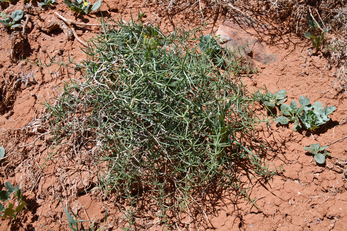 Изображение особи Asparagus breslerianus.