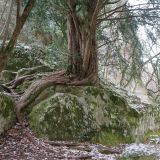 Taxus baccata