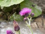 genus Cirsium