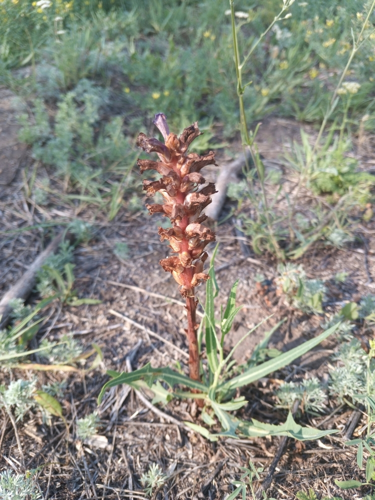 Image of genus Orobanche specimen.