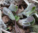 Asarum europaeum