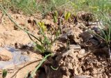 Gagea minutiflora. Цветущее растение. Казахстан, Туркестанская обл., Байдибекский р-н, хр. Сырдарьинский Каратау, ур. Ак-Мечеть, предгорья, на кромке сухого глинисто-каменистого ущелья. 29 марта 2025 г.