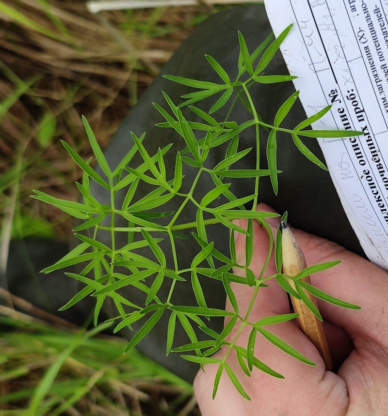Image of Cenolophium fischeri specimen.