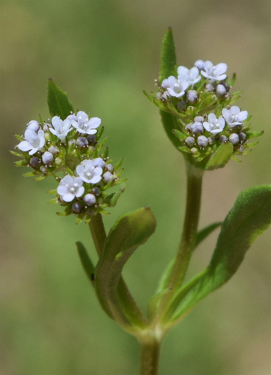 Изображение особи Valerianella dactylophylla.