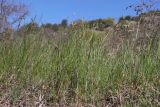 View full-size image Carex praecox