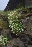 View full-size image Arabis caucasica