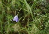 View full-size image Campanula stevenii