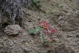 View full-size image Euphorbia myrsinites