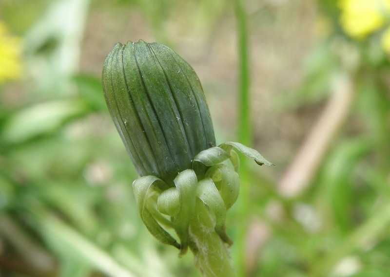 Изображение особи род Taraxacum.