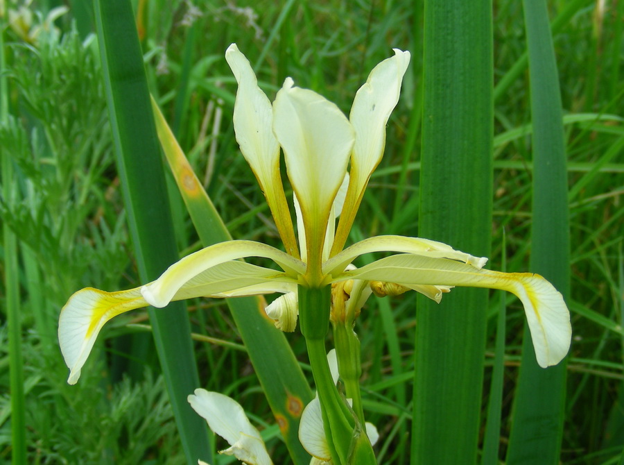 Изображение особи Iris halophila.