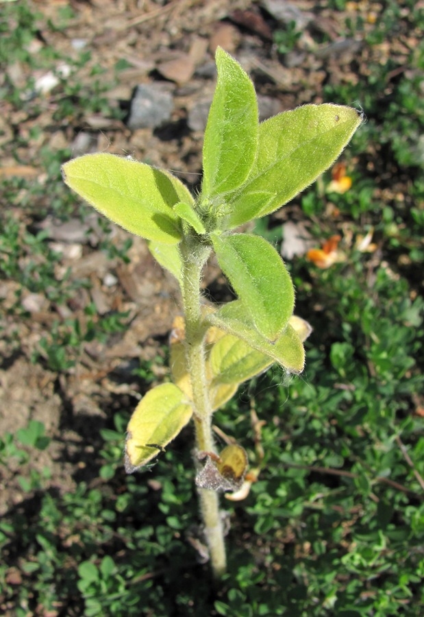 Image of Helianthus annuus specimen.