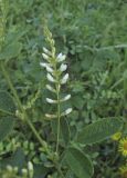 Lespedeza tomentosa