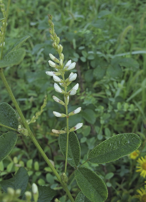 Image of Lespedeza tomentosa specimen.