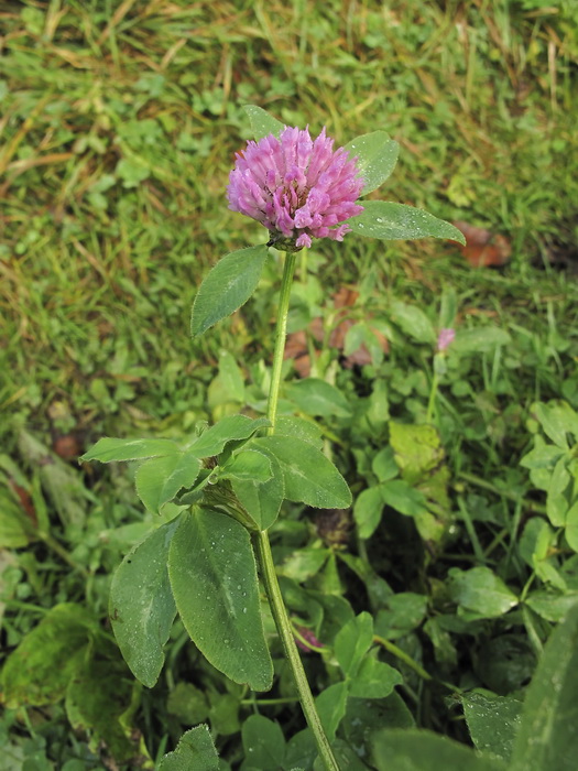 Изображение особи Trifolium pratense.