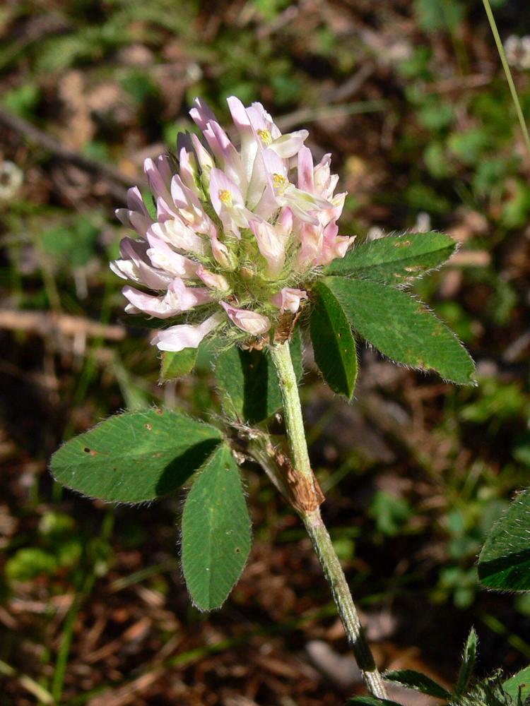 Image of Trifolium pratense specimen.