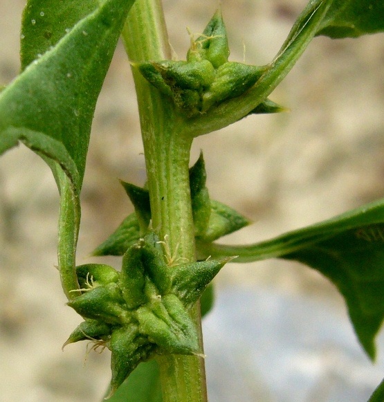 Image of Spinacia turkestanica specimen.