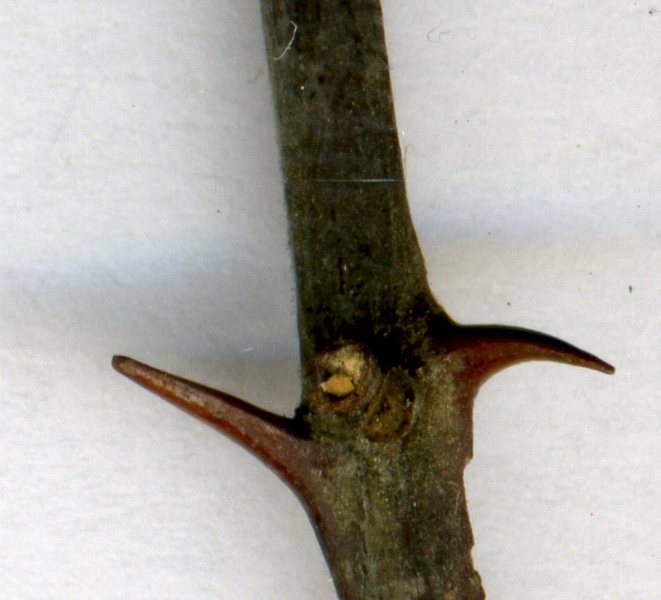 Image of Paliurus spina-christi specimen.