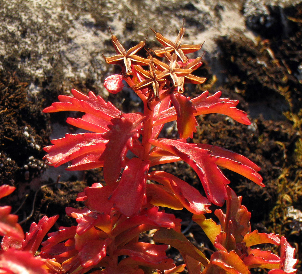 Image of Aizopsis middendorfiana specimen.