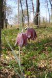 Fritillaria ruthenica