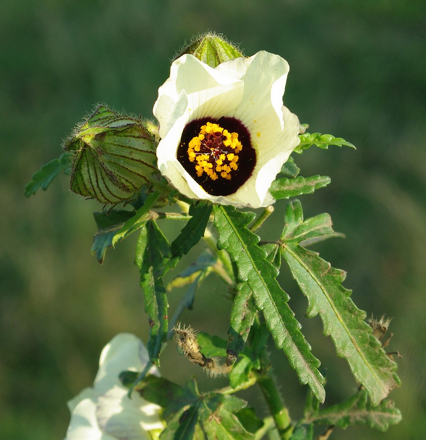 Image of Hibiscus trionum specimen.