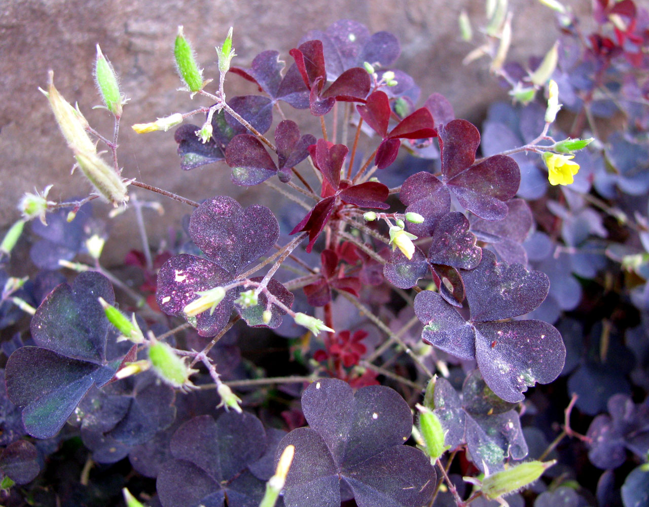 Image of Oxalis stricta specimen.